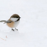 Jeris week 45 12-5315